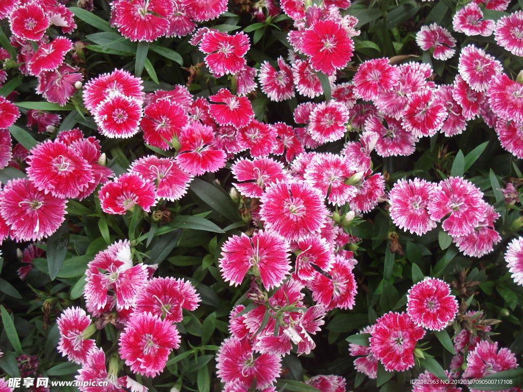石竹花