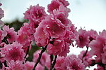 海棠 樱花