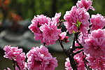 海棠 樱花