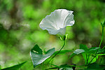 喇叭花 牵牛花