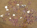 海星 贝壳