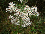 白菊花