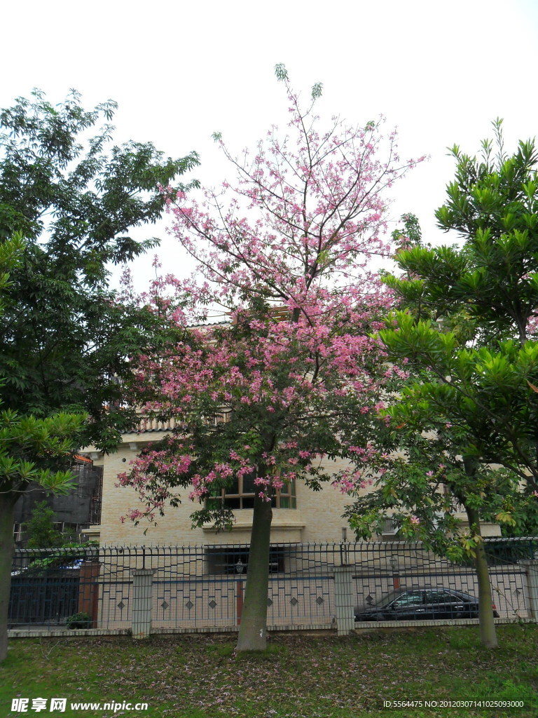 绿树红花