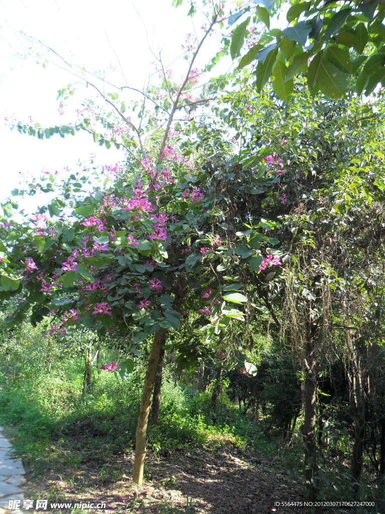 绿树红花