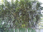 竹林