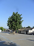 菩提树