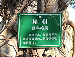 榕树树牌