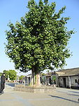 菩提树
