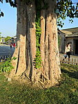 菩提树