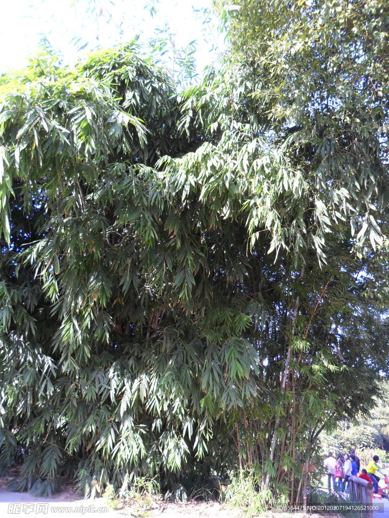 竹林