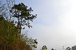 松树