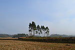 独树