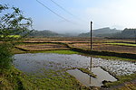 稻田