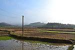 稻田