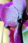 鲜花图