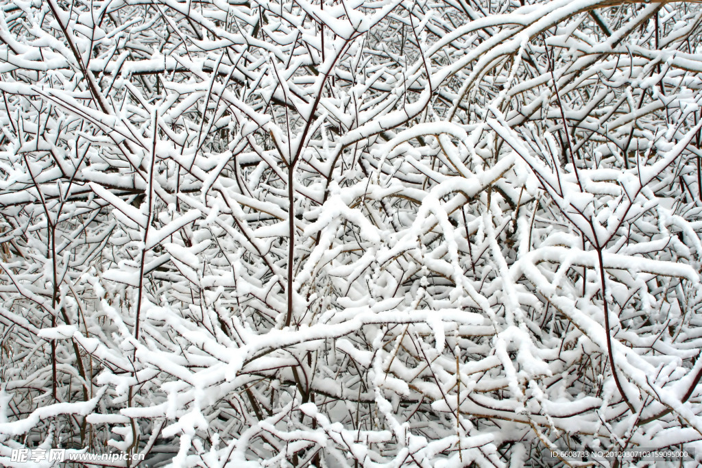 树干上的冰雪