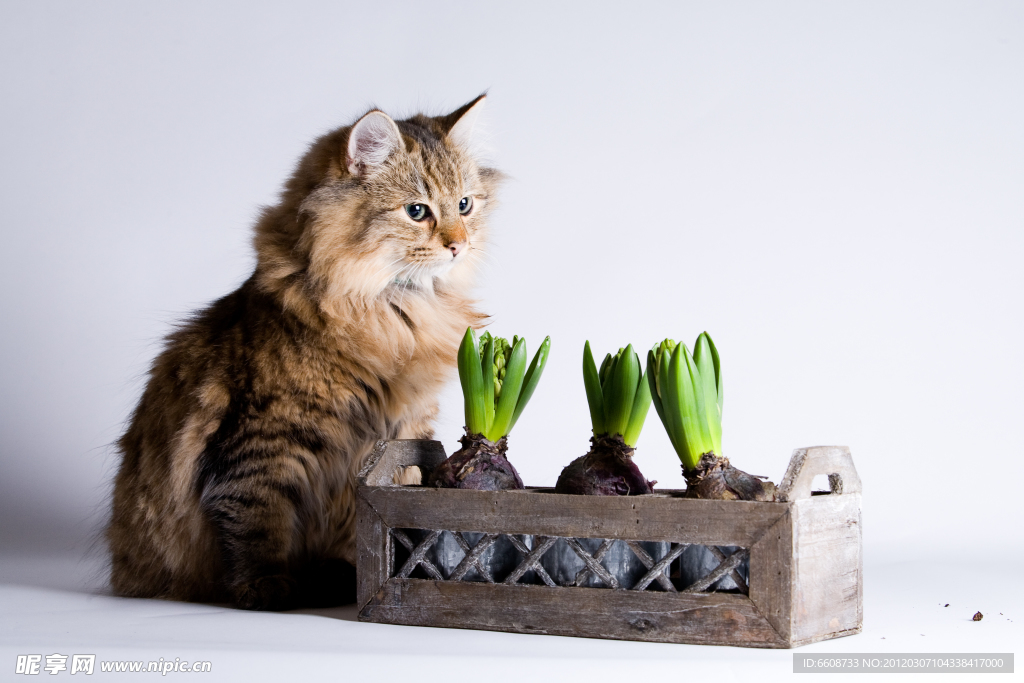 可爱小猫