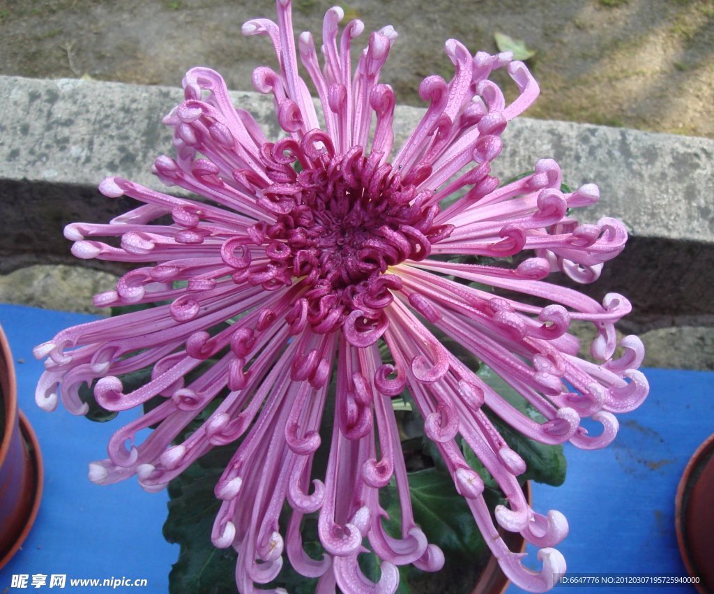菊花