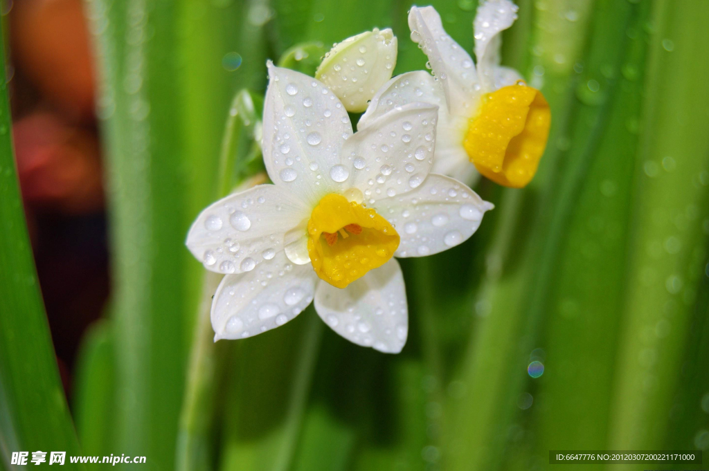 水仙花