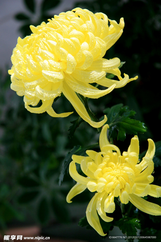 菊花