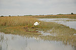 湿地白鹤