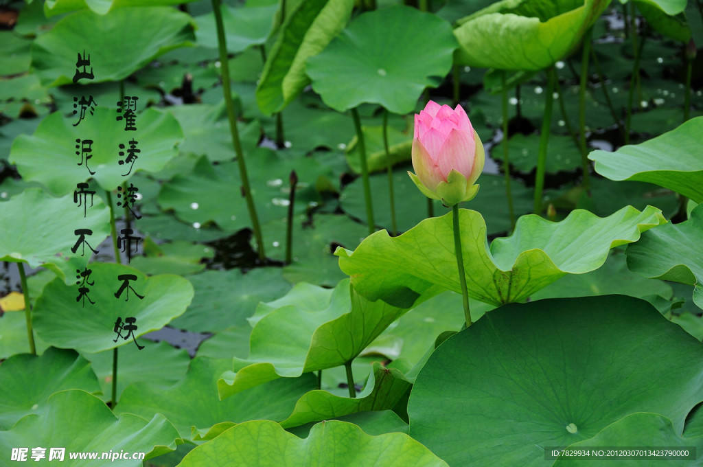 荷花