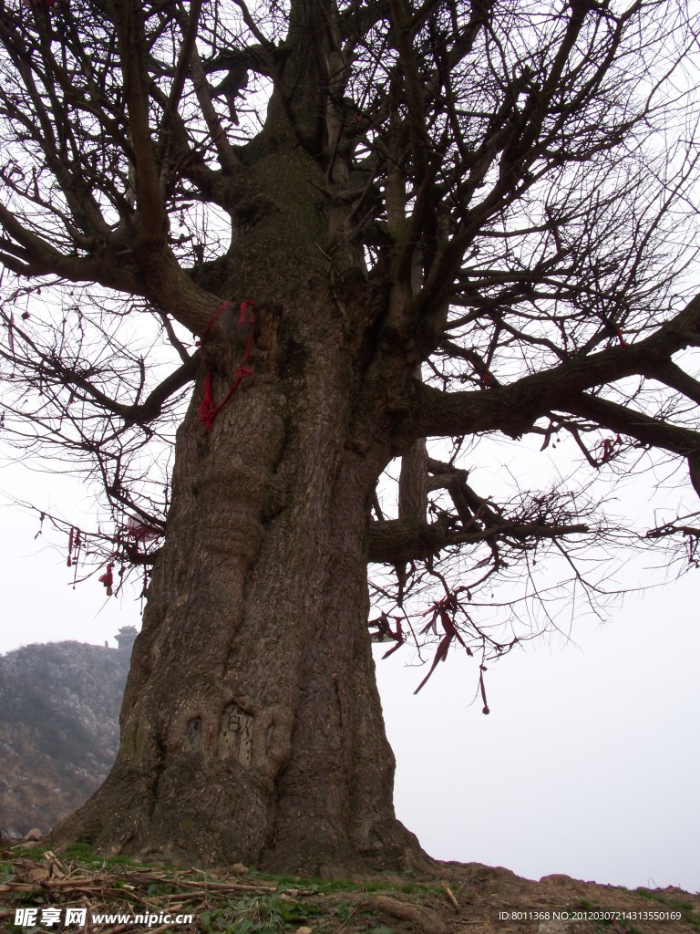 许愿树