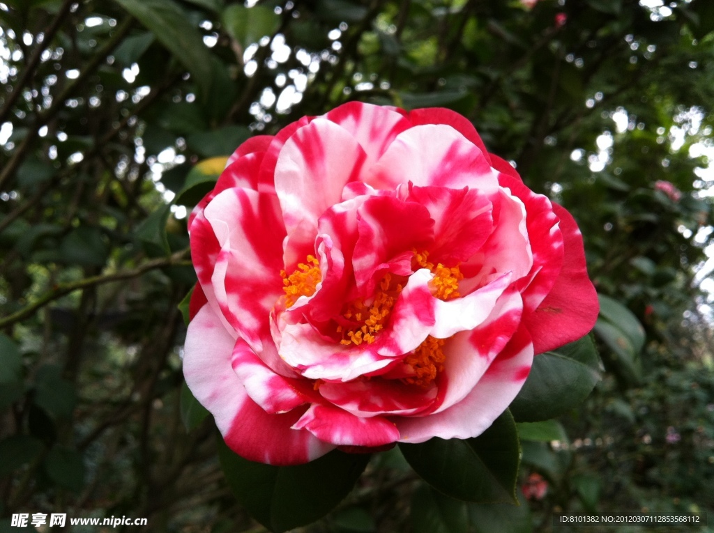茶花