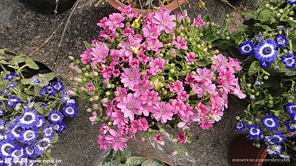 小花