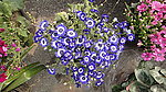 小蓝花