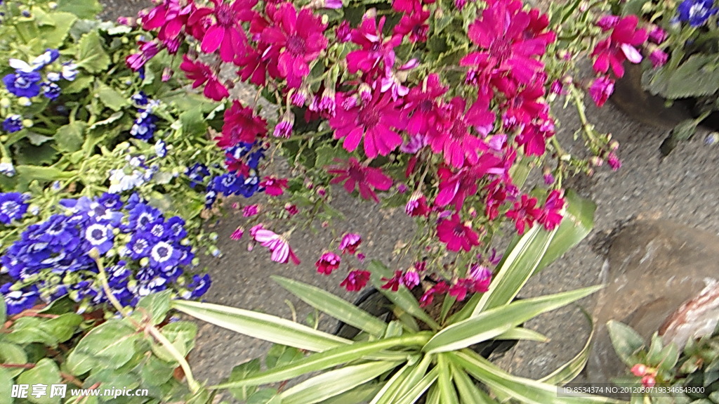 小花
