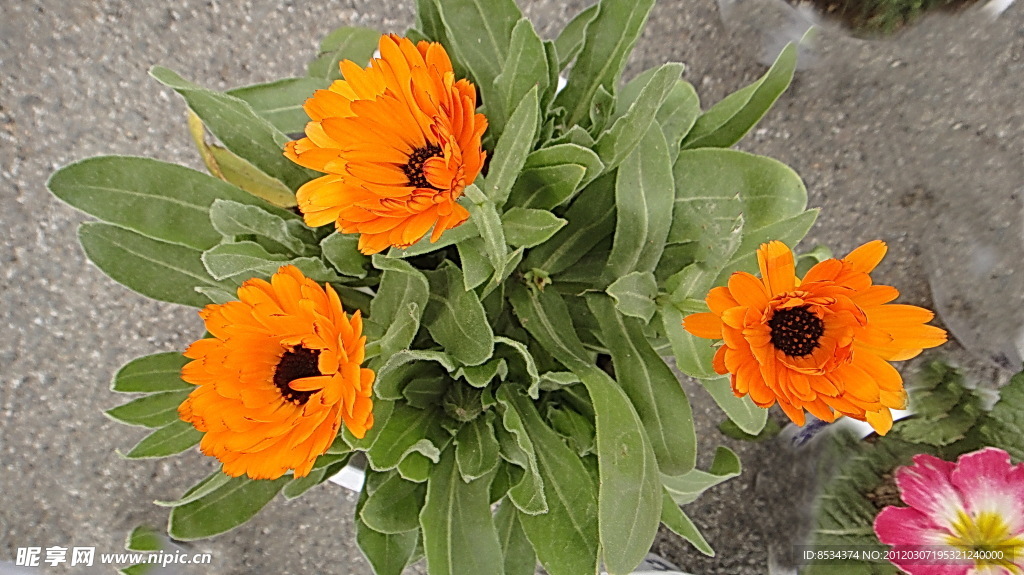 小黄花