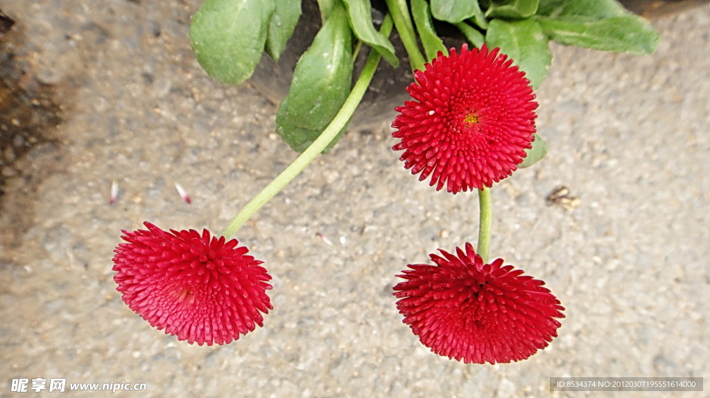小红花
