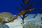 海洋生物