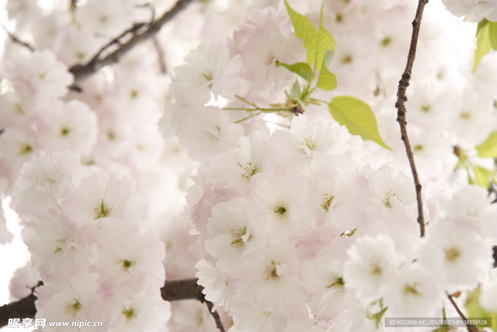 樱花烂漫