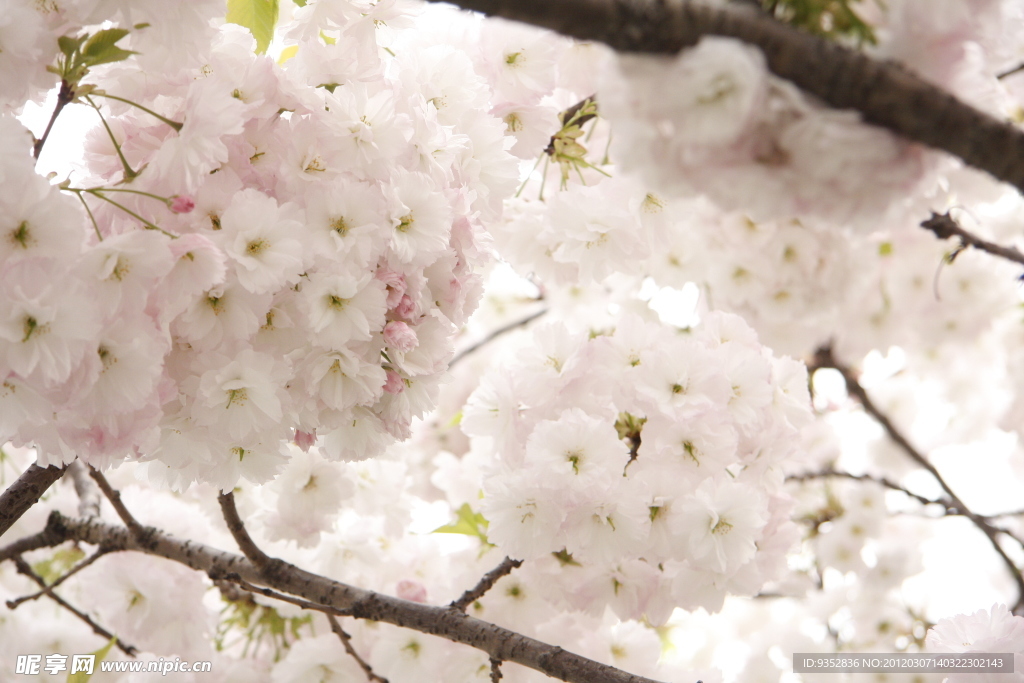 樱花烂漫