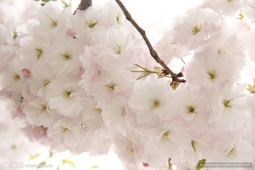 樱花烂漫
