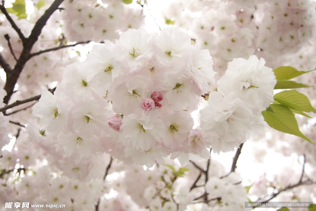 樱花烂漫