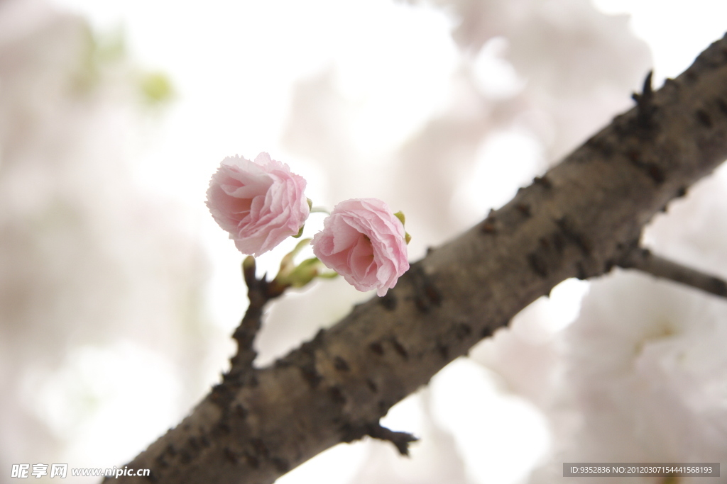 樱花烂漫