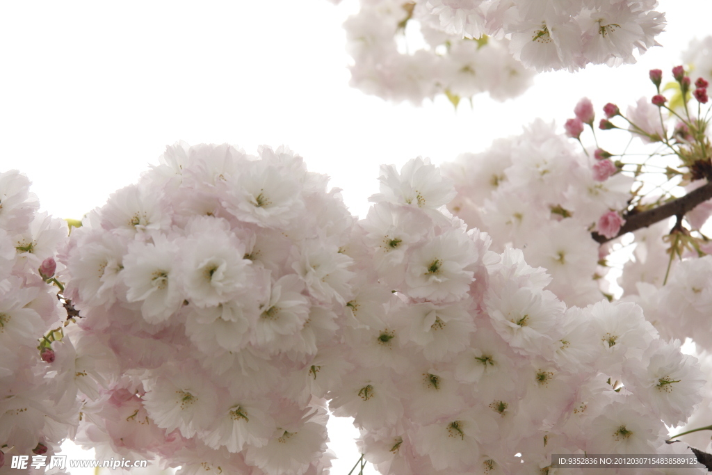 樱花烂漫