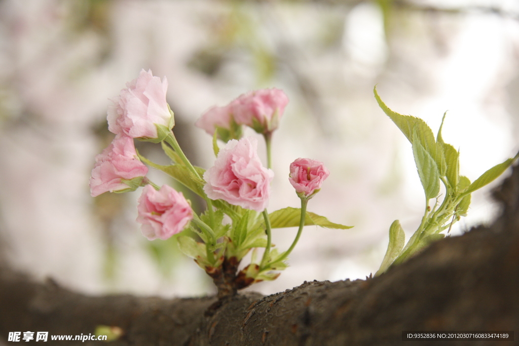 樱花烂漫