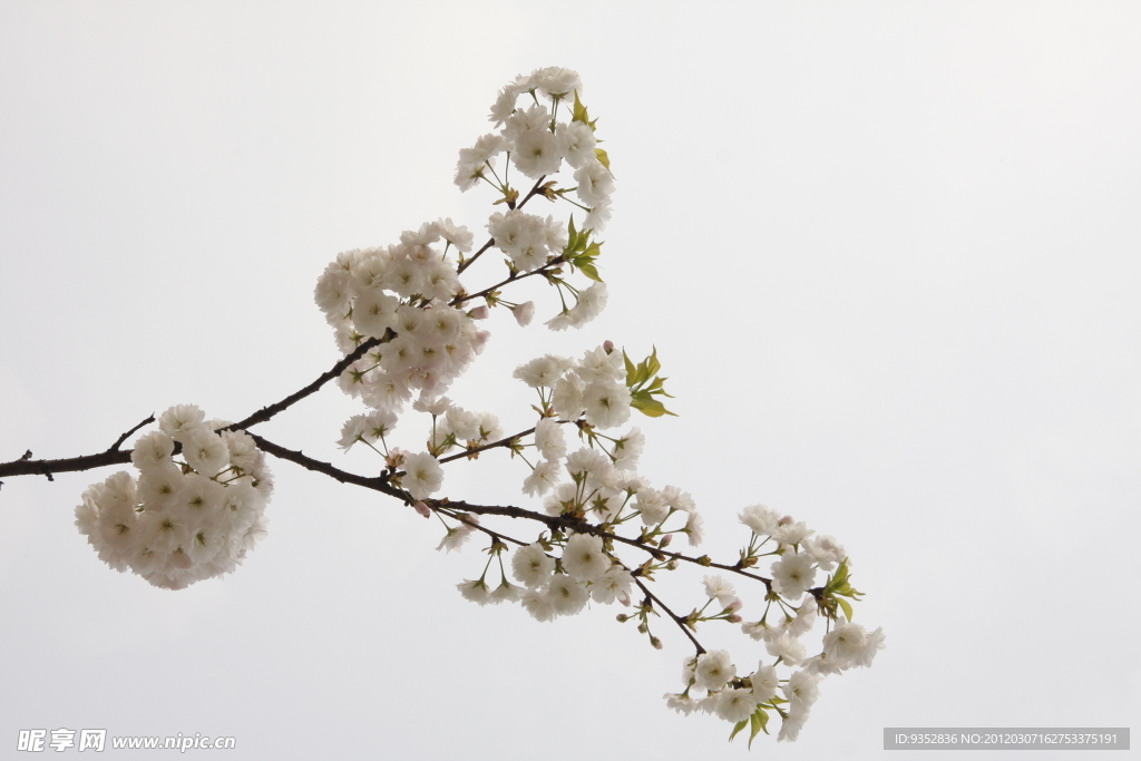 樱花烂漫