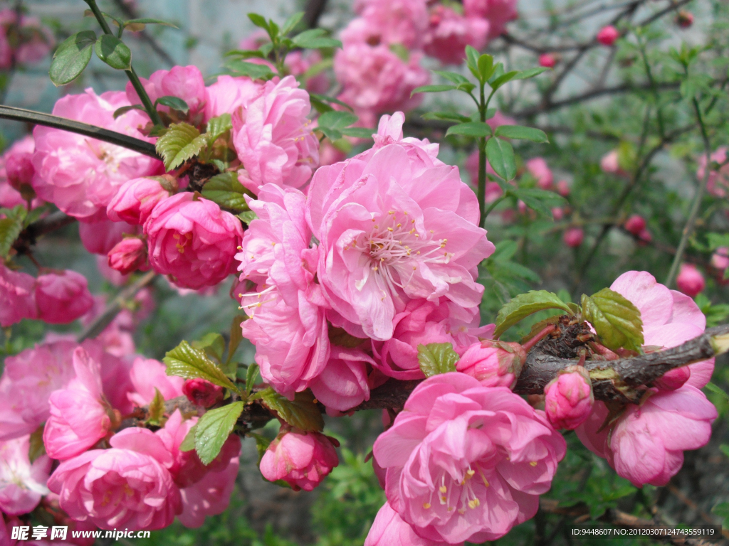粉色花
