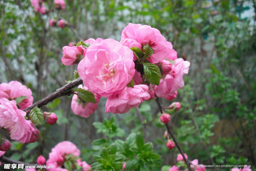 粉色花