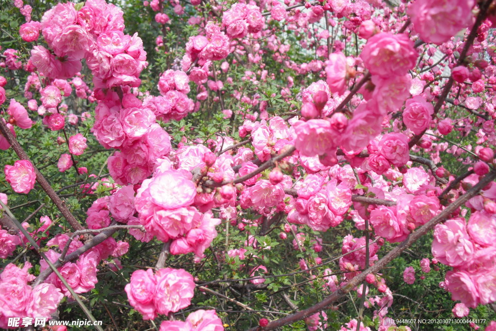 粉色花