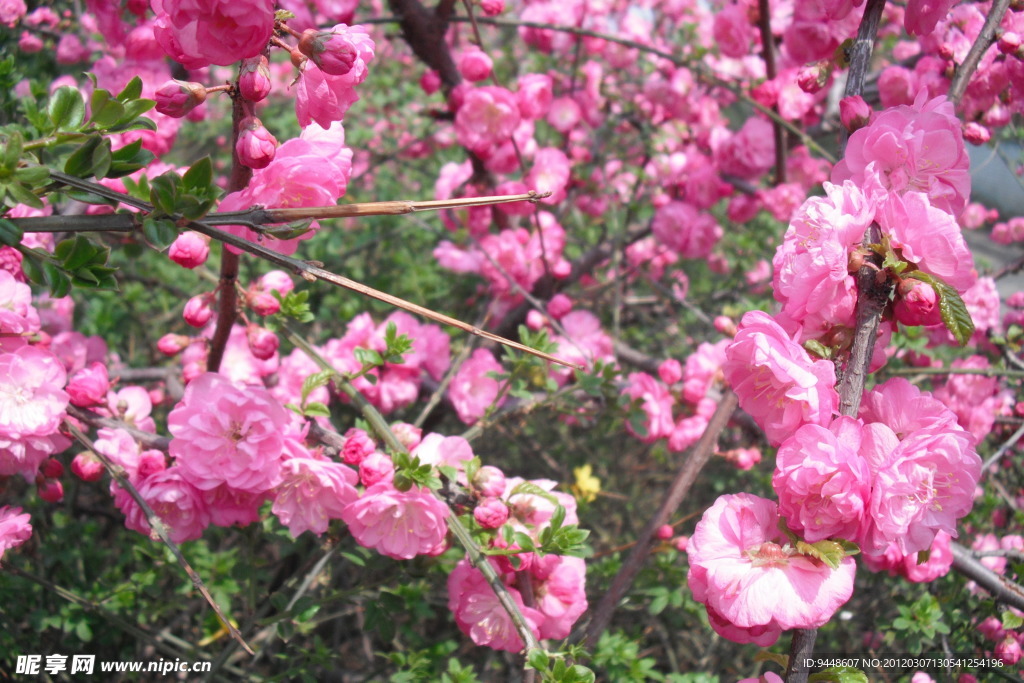 粉色花