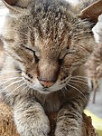 野猫