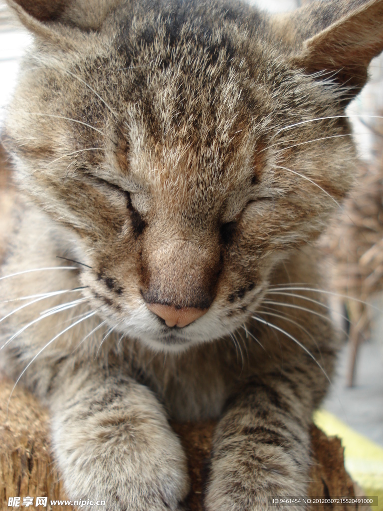 野猫