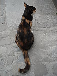 猫猫
