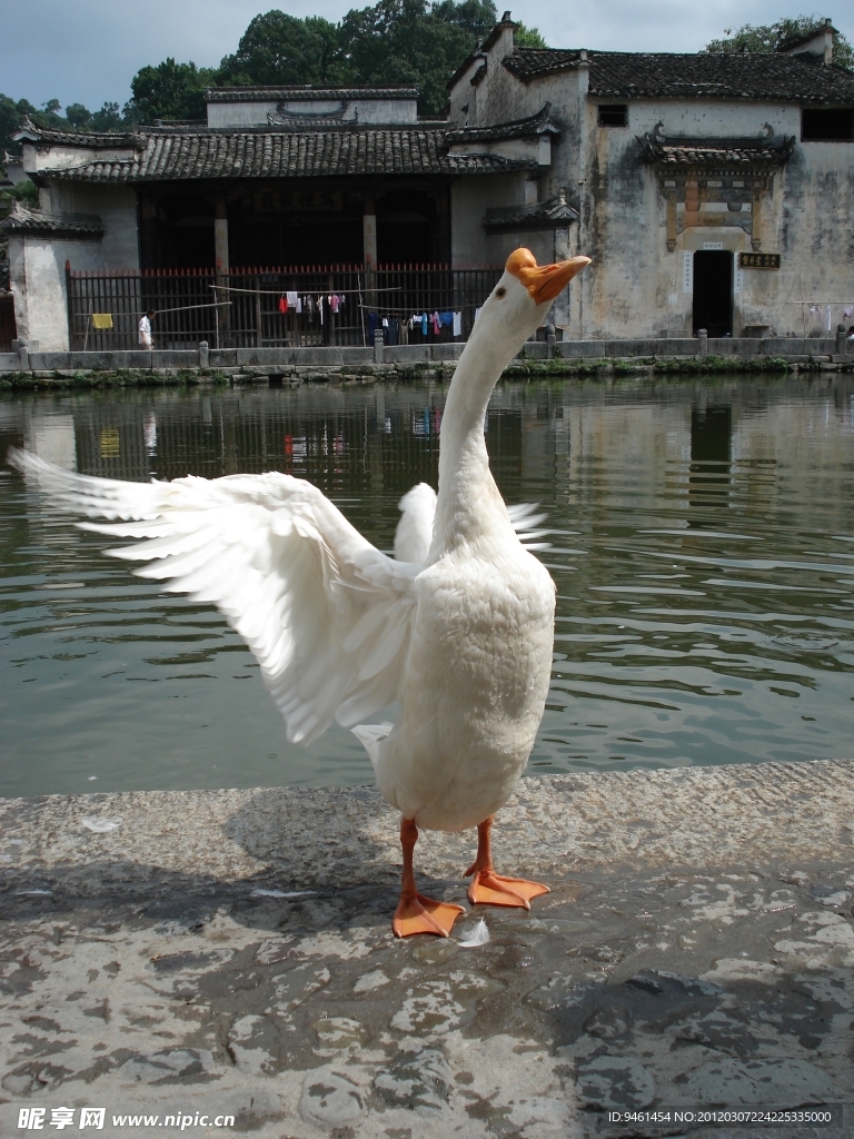 白鹅